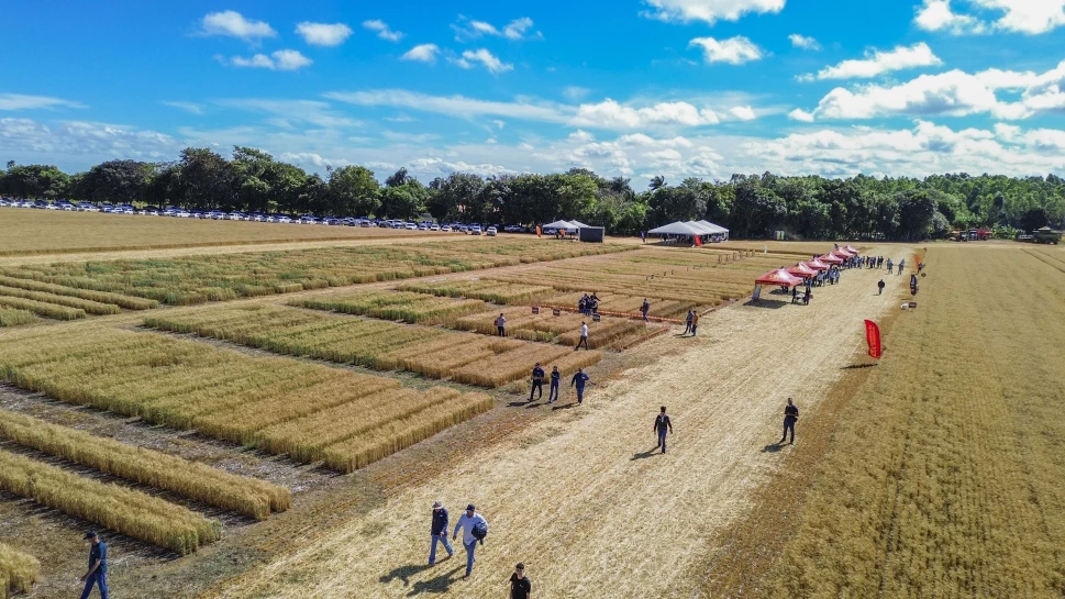 Imagem da noticia: OR Genética realiza 2ª Dia de Campo - Trigo do Cerrado