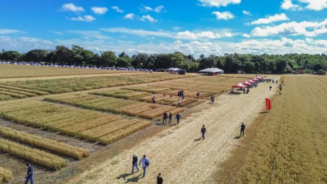 Imagem Noticia: OR Genética realiza 2ª Dia de Campo - Trigo do Cerrado